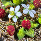 Gordon Smith 1995 Glass Art Paperweight Flamework Strawberries on Upset Straw Ground